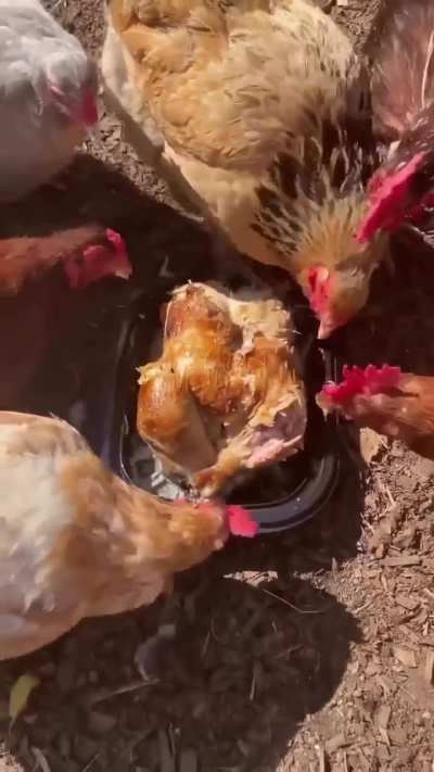 Vegetarianos por eleccion, por necesidad, o por moda🏳️&zwj;🌈 ?