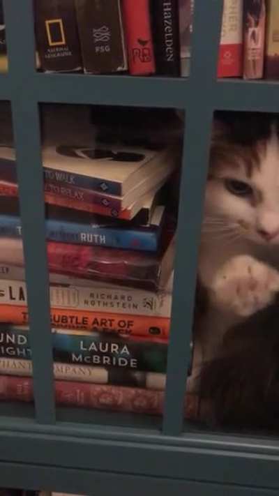 My cat