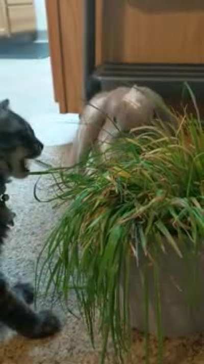 Bunny and kitten share some kitty grass.