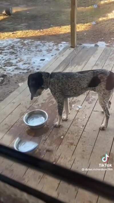 Dog scared of water...?