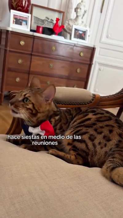 C&eacute;sar, el gato francoargentino que trabaja en la embajada francesa 🐱🇫🇷🇦🇷