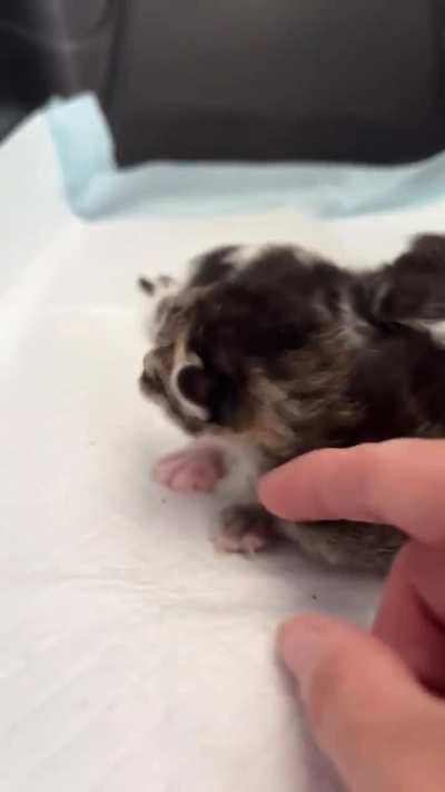 The YOUNGEST spiciest kittens