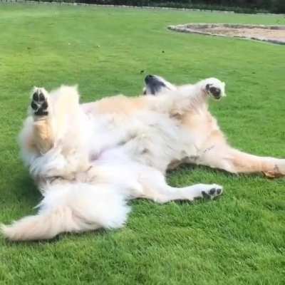 Dog gets pounced on!
