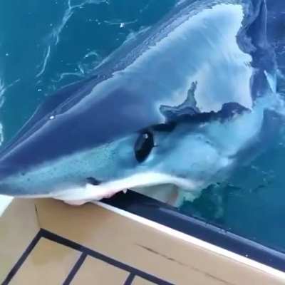 "What are ya doin', mate?" Typical Aussie response to a shark attacking your boat.