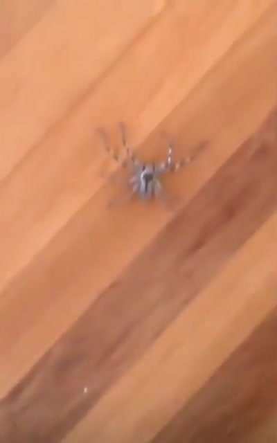 Don&rsquo;t mess with spiders