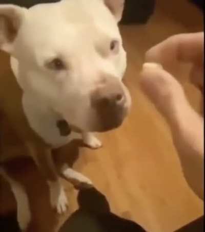 Dogs aren&rsquo;t supposed to eat jelly beans