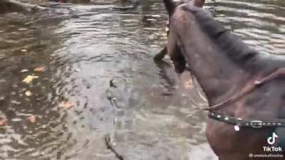 Look at this horse’s face