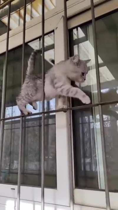 Cats are liquid