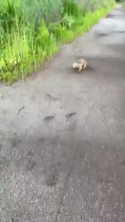 Wait. Can't walk. Don't you see. Repeat. (Not OC)
