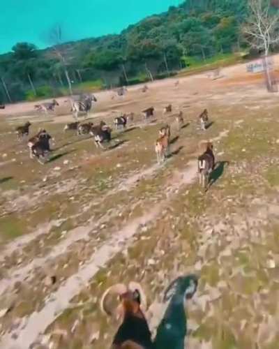 This goat just jump kicked a drone