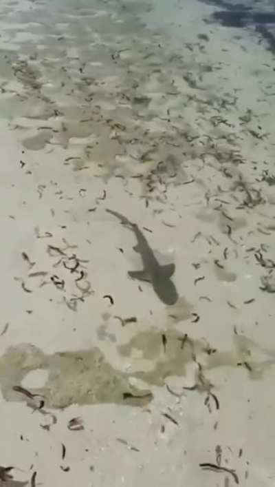 Aw! What a cute shar-