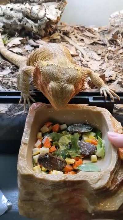 He used to never touch his veggies. But as soon as I upgraded him to a bioactive setup he is so excited for his salad he starts eating it before I can even put the bowl down! I wish I knew about bioactive enclosures sooner and how much they can positivity