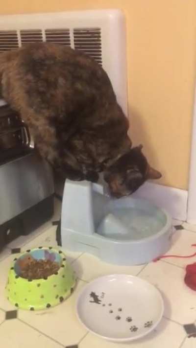 This is how my sister&rsquo;s cat decided she would use the water bowl