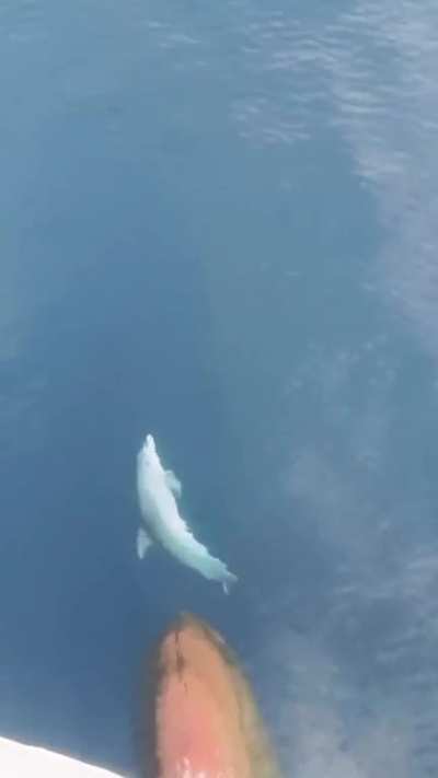 A dolphin playfully riding the bow wave of a ship