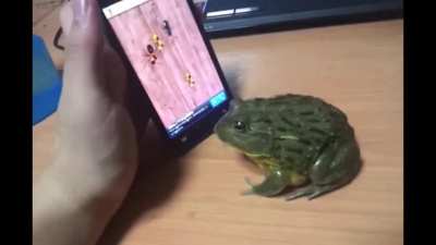 Bicho esperto