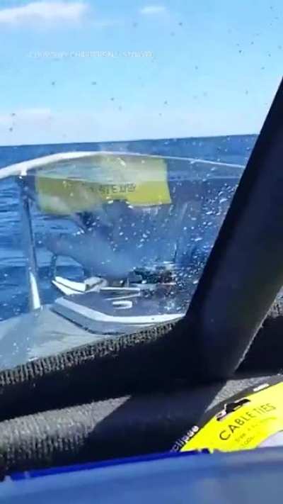 shark leapt out of the water and onto a chartered fishing boat off NZ