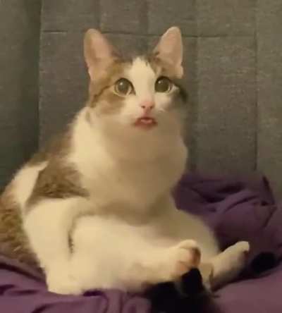 Cat broken