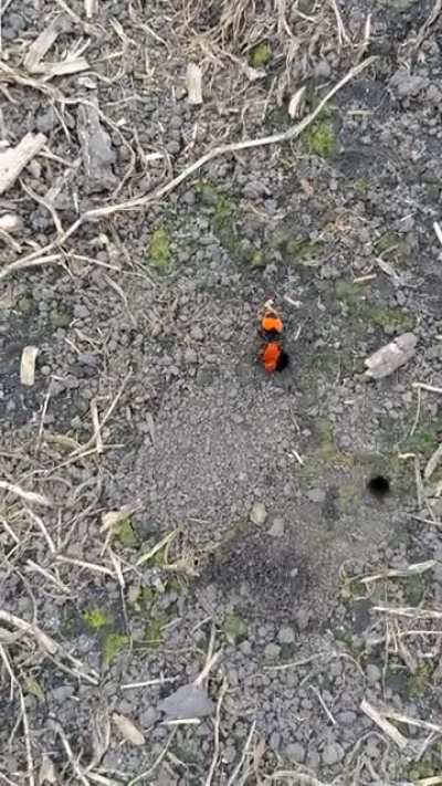 Velvet Ants, known as "Cow Killers", are actually parasitoid wasps. Their string is so painful that it is said to be able to kill a cow. Females search for the nests of cicada killer wasps and lay eggs on their larvae, so their growing babies can eat them
