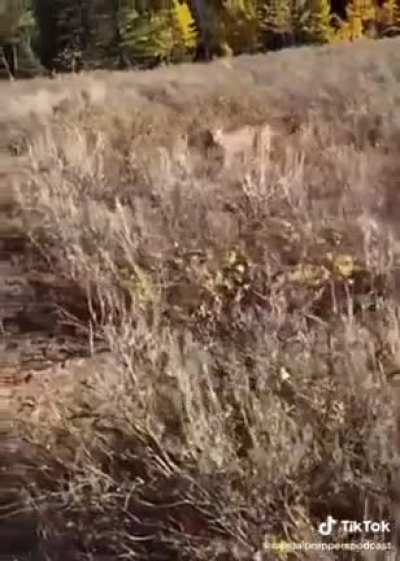 Defensive use of a firearm doesn’t always mean human v. human. Credit to casualprepperspodcast on TT