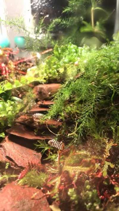 My zebras are enjoying their new terrarium