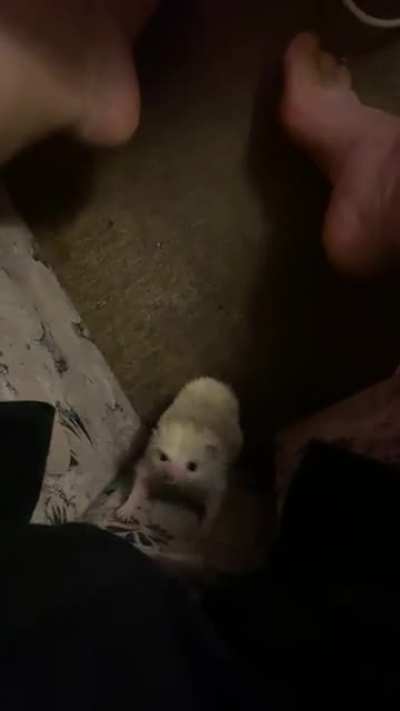 My lil baby😂🦔