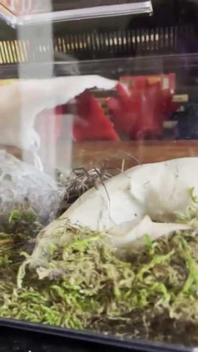 I saved a BEAUTIFUL fiddleback spider from freezing to death. I&rsquo;ve had her a few weeks now and she&rsquo;s settled into the raccoon skull as her warm little winter cottage. I am in LOVE with her!