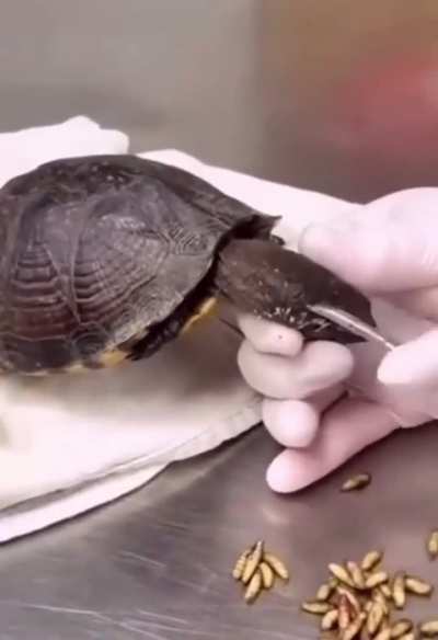 Cruel guy is stuffing a turtles had with living maggots