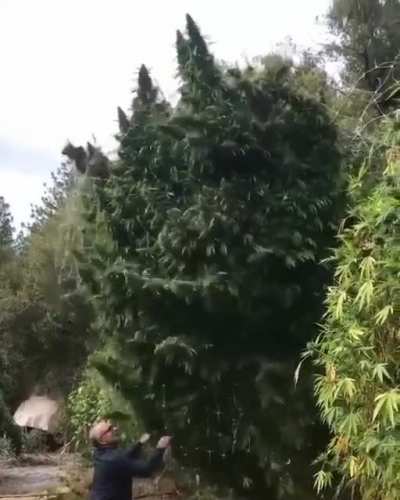 Wow!
