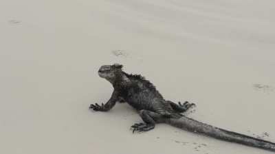 Marine Iguana at Tortuga Bay, Santa Cruz, Galapagos
