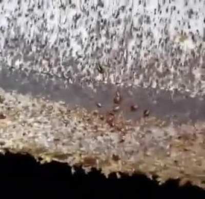 Bed bug infestation