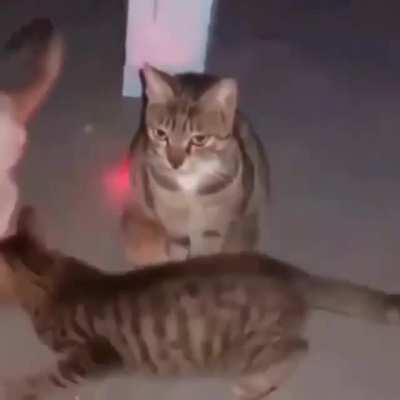 eə&aelig;aə