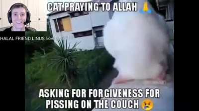 HALAL CAT 🐈 🥰 HARAM HUMAN 🚶&zwj;♂️😡