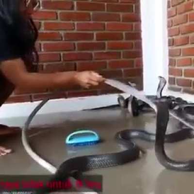 It&rsquo;s bath time for&hellip; snakes!