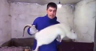How is it this big ?
