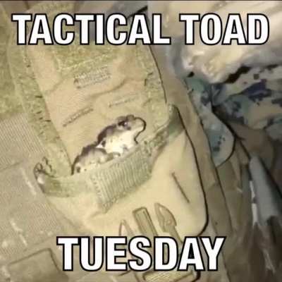 tactical toad: Passively reloads a magazine that's not in use every 30 seconds.