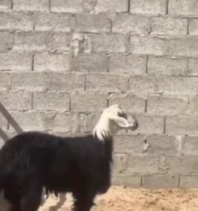 Literally me