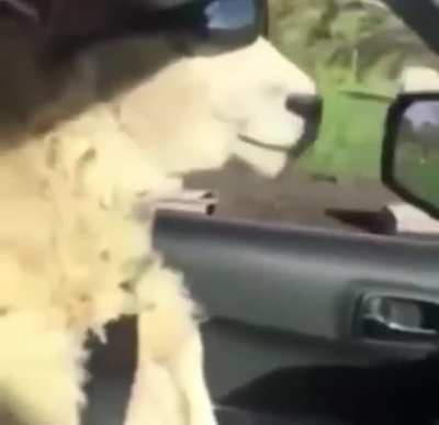 Sh&ecirc;p