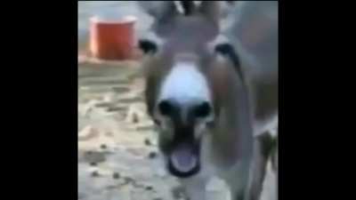 I told him joke