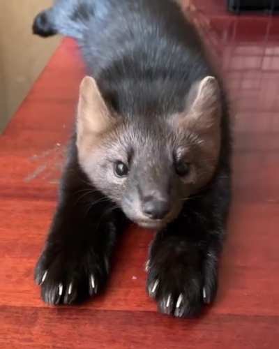 This sable