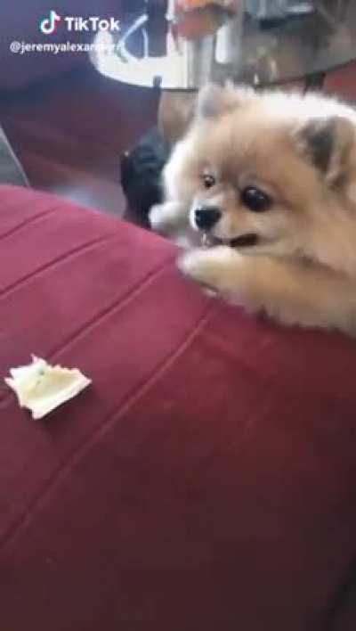 my breed was a mistake"