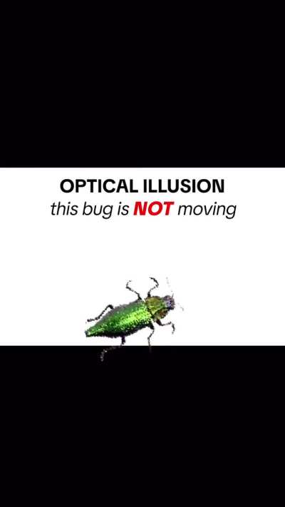 i am not moving