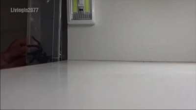 The art of catching a spider