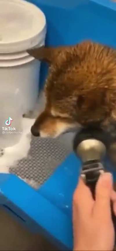 Dog goes aaa