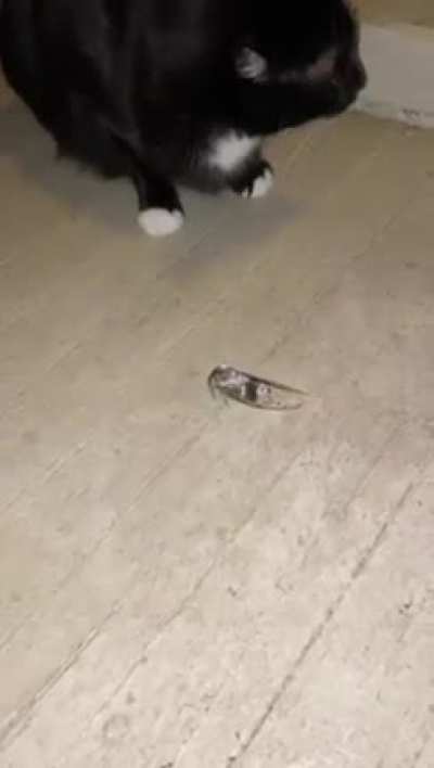 meow