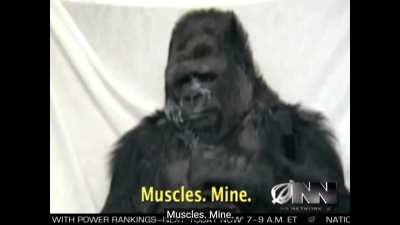 Scientists Successfully Teach Gorilla That Someday It Will Die&hellip;.WHY??
