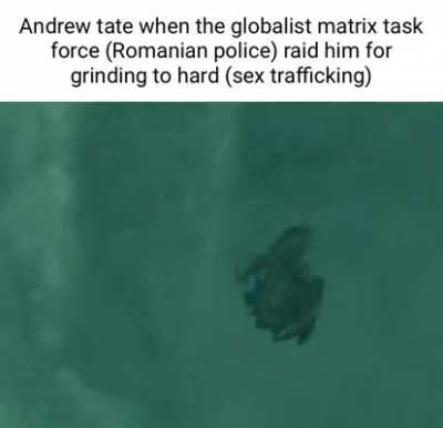 Andrew tate (andrew taint)
