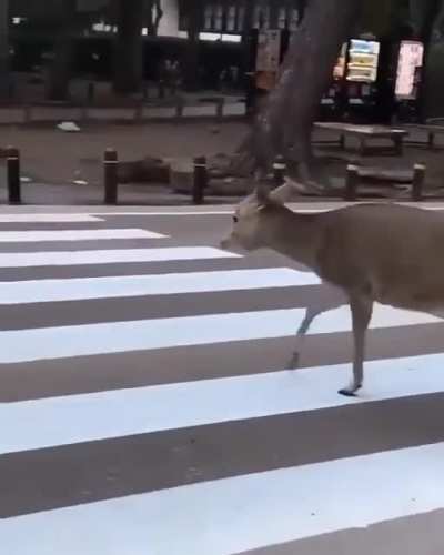 A driver was kind enough to let the deer cross the street