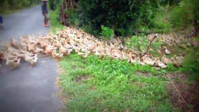 Party ducks