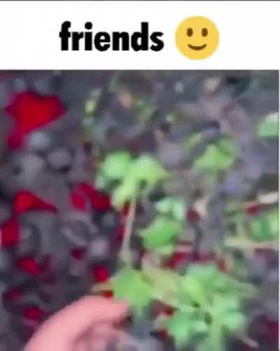 Amigos 🙂