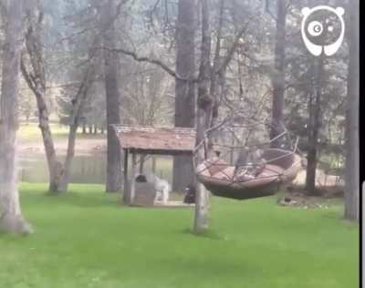Garden swing